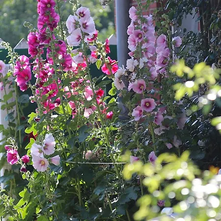 Apartman Friesenhof Pellworm